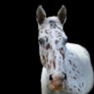 Meet your Posher, C.